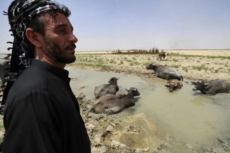 MENA: Drought drives economic exodus from Iraq rivers and marshlands | CIHEAM Press Review | Scoop.it