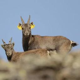 Le réveil du printemps - Lettre des Ecrins - 22 avril 2016 | Biodiversité | Scoop.it