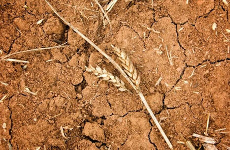 Syria battles worsening wheat crisis amid record drought | Miller Magazine | MED-Amin network | Scoop.it