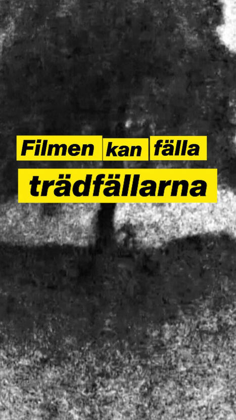 Sågade ner Sycamore Gap-trädet – filmade allt med telefon | 1Uutiset - Lukemisen tähden | Scoop.it