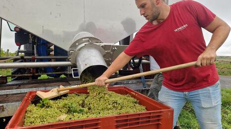 Pourquoi il y a de plus en plus de vin picard dans les rayons des supermarch&eacute;s | revue de presse | Scoop.it