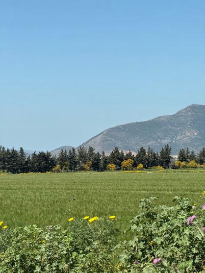 Moisson 2025 en Afrique du Nord : malgré la progression de la production de céréales, une hausse des importations à prévoir en 2025-2026 | MED-Amin network | Scoop.it