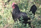 Les fili&egrave;res du Conservatoire du Patrimoine Biologique Midi-Pyr&eacute;n&eacute;es int&eacute;ressent les m&eacute;dias ! - Chambre r&eacute;gionale d&rsquo;agriculture Midi-Pyr&eacute;n&eacute;es | Pour innover en agriculture | Scoop.it