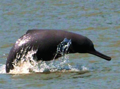 Fresh survey on Gangetic dolphins | Biodiversité | Scoop.it