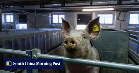 CHINA: Protein supply &lsquo;exposed&rsquo; amid reliance on feed imports | ASIES | Scoop.it