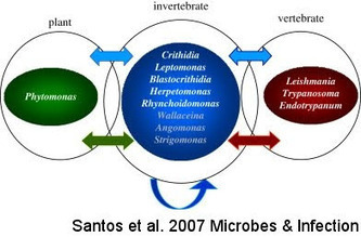 Skeptic Wonder: Sunday Protist - Phytomonas: plant trypanosomatids! (2009) | Plants and Microbes | Scoop.it