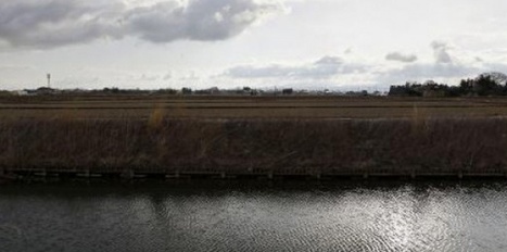 JAPON. De nouvelles rizi&egrave;res radioactives | Plan&egrave;te DDurable | Scoop.it