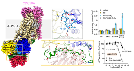 Towards understanding the mechanisms responsible for intrahepatic cholestasis: biochemical and structural study of the human ATPase ATP8B1 | I2BC Paris-Saclay | Scoop.it