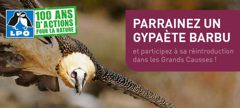 Parrainez un Gypaète barbu et participez à sa réintroduction dans les Grands Causses ! | Les oiseaux au gré du vent | Scoop.it