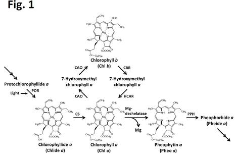 Arabidopsis STAY-GREEN, Mendel's Green Cotyledon Gene, Encodes Magnesium-Dechelatase | The Plant Cell | Scoop.it