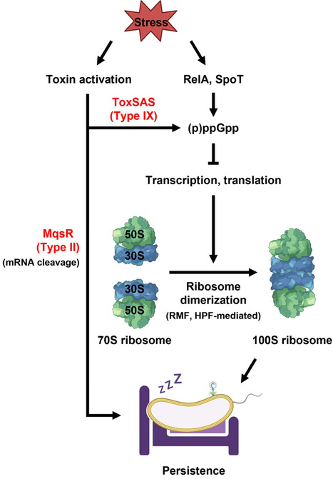Type IX class utilizing cell signals for organizing toxin&ndash;antitoxin systems | Tin | RMH | Scoop.it