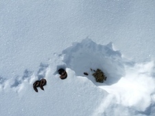 Observation de crottes de lagopèdes sur le secteur Madamète - Aygues-Cluses - Parc national des Pyrénées | Vallées d'Aure & Louron - Pyrénées | Scoop.it