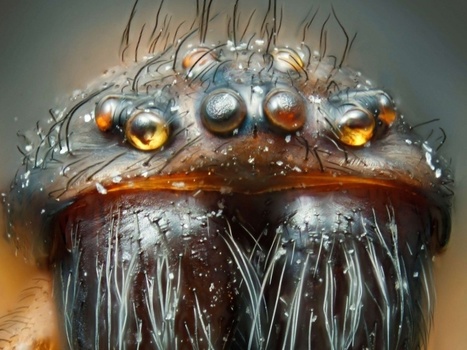 GRAND FORMAT. Zoom sur l'infiniment petit, en 15 photos | Outstanding Photography | Scoop.it