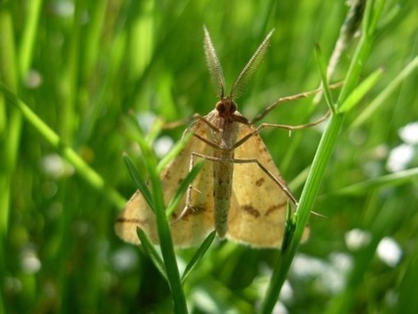 La nuit, tous les papillons ne sont pas gris... | Variétés entomologiques | Scoop.it