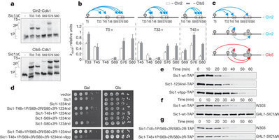 Cascades of multisite phosphorylation control Sic1 destruction at the onset of S phase : Nature : Nature Publishing Group | SynBioFromLeukipposInstitute | Scoop.it