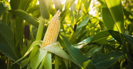 La Commission europ&eacute;enne veut cr&eacute;er un march&eacute; favorable au biosourc&eacute; | ITERG Environnement et Eco-industries | Scoop.it