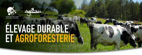 Agroforesterie et &eacute;levage durable - Newsletter Mars 2020 - Association Fran&ccedil;aise d'Agroforesterie | Biodiversit&eacute; | Scoop.it