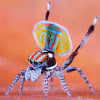 L’araignée sauteuse Maratus [+ vidéo de la parade nuptiale du mâle : unique !] | Variétés entomologiques | Scoop.it