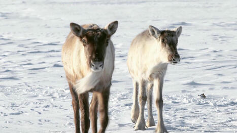 La conciliation entre protection du caribou et économie avance | Ils parlent de nous ! | Scoop.it