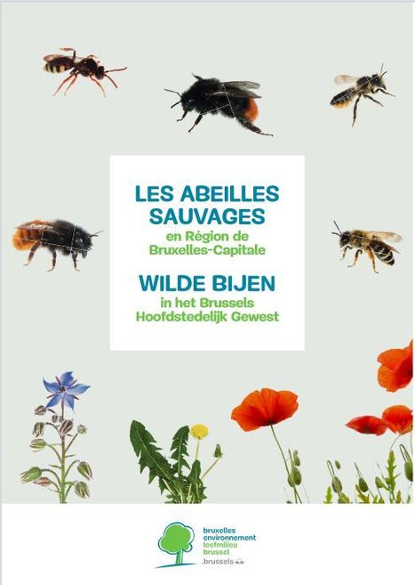 Espaces verts et biodiversité à Bruxelles : Abeilles sauvages | Insect Archive | Scoop.it