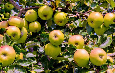 Moselle&nbsp;: 53.000 habitants du Pays-Haut peuvent acheter des arbres fruitiers &agrave; moiti&eacute; prix | Biodiversit&eacute; - @ZEHUB on Twitter | Scoop.it