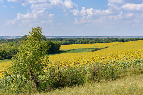 Biodiversité agricole et changement climatique : la végétation des bordures de champs a déjà évolué en 10 ans | Changement climatique & Biodiversité | Scoop.it