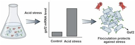 A gradient green-beard gene in fission yeast | EMBO | RMH | Scoop.it