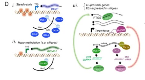 DNA Methylation Influences the Expression of DICER-LIKE4 Isoforms, Which Encode Proteins of Alternative Localization and Function | The Plant Cell | Scoop.it