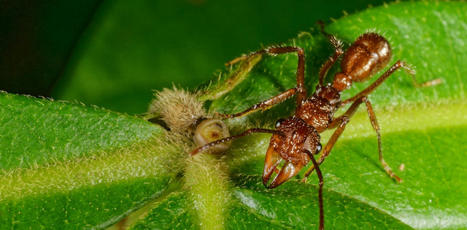 Des fourmis bien armées pour récolter du nectar | EntomoNews | Scoop.it