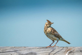 Publication de lignes directrices pour une mise en oeuvre pragmatique de la directive &laquo;&nbsp;Oiseaux&nbsp;&raquo; | Environnement - D&eacute;veloppement durable - Climat | Scoop.it
