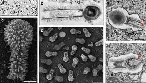 Tailed giant Tupanvirus possesses the most complete translational apparatus of the known virosphere | RMH | Scoop.it