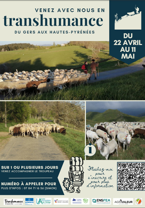 Accompagnez une transhumance jusqu'à Ardengost | Vallées d'Aure & Louron - Pyrénées | Scoop.it