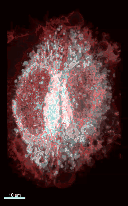Workshop of Confocal microscopy | I2BC Paris-Saclay | Scoop.it