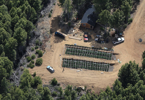 Marijuana Crops in California Threaten Forests and Wildlife | Beckley News : Cannabis - Marijuana | Scoop.it