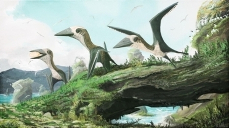 Tiny Pterosaur Claims New Perch on Reptile Family Tree | 21st Century Innovative Technologies and Developments as also discoveries, curiosity ( insolite)... | Scoop.it
