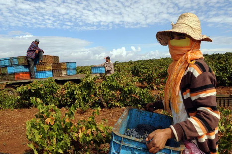 MAROC : 1er-Mai : dans le secteur agricole, un dialogue social au point mort | CIHEAM Press Review | Scoop.it