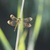 Vari&eacute;t&eacute;s entomologiques