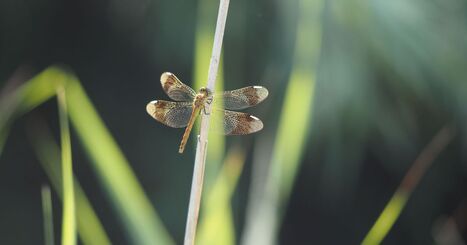 Dans la peau des grands voyageurs&nbsp;: les insectes migrateurs&nbsp;! - ICI | Vari&eacute;t&eacute;s entomologiques | Scoop.it