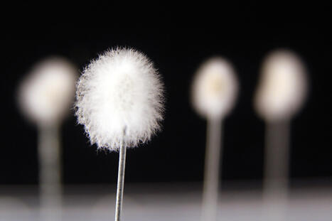 Talk with the Animals: Translation in a more-than-human world - Burg Giebichenstein Kunsthochschule Halle | Metaglossia: The Translation World | Scoop.it