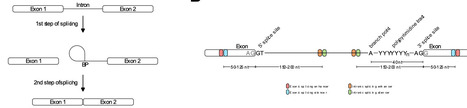 Protocol for designing and interpreting minigene assays to validate candidate splice altering variants | brvt | RMH | Scoop.it