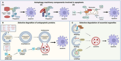 The inducible role of autophagy in cell death: emerging evidence and future perspectives | Cell Communication and Signaling | Full Text | Immunology | Scoop.it
