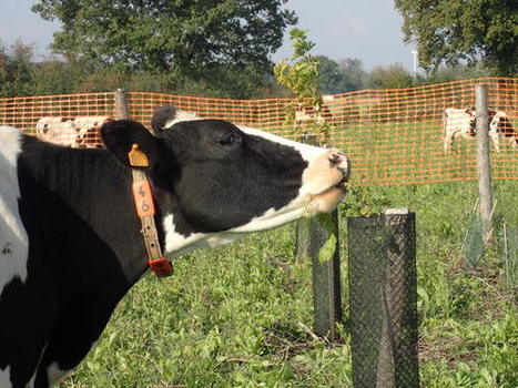 Des arbres sur pieds pour nourrir les vaches | Actualités de l'élevage | Scoop.it