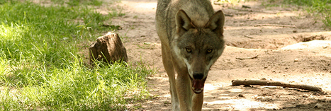 Plan loup : La tendance est à l’abattage des loups | Biodiversité | Scoop.it