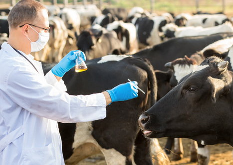 Antibiotiques vétérinaires et antibiorésistance | Toxique, soyons vigilant ! | Scoop.it