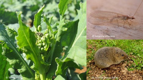 [Appel à communication] - 13ème Conférence Internationale sur les Ravageurs et les Auxiliaires en Agriculture – du 29 au 31/10/2024 | SCIENCES DU VEGETAL | Scoop.it