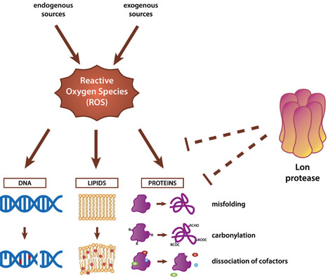 Lon-dependent proteolysis in oxidative stress responses | JBac | RMH | Scoop.it