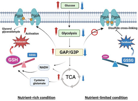 A redox-sensitive phosphatase regulates glycolysis as a metabolic switch in the bacterial inner membrane | sadv | RMH | Scoop.it