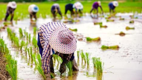 Le gouvernement thaïlandais cesse d'acheter le riz des paysans | Questions de développement ... | Scoop.it