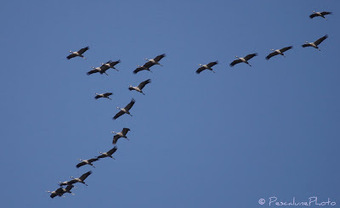 Grue cendrée (Grus grus), Common Crane | Camargue Nature | Scoop.it