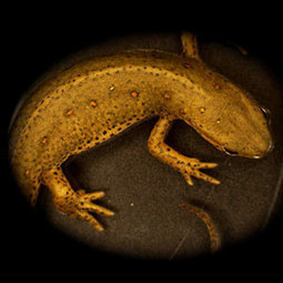 Kurzweil : "Mystery | Limb regeneration, do salamanders hold the key ?.. | Ce monde à inventer ! | Scoop.it